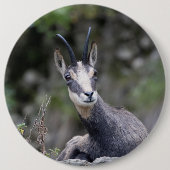 Rupicapra rupicapra button (Vorderseite)