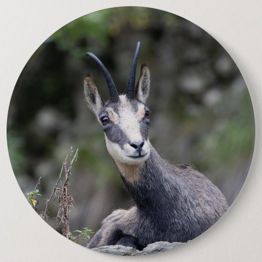 Rupicapra rupicapra button (Vorderseite)