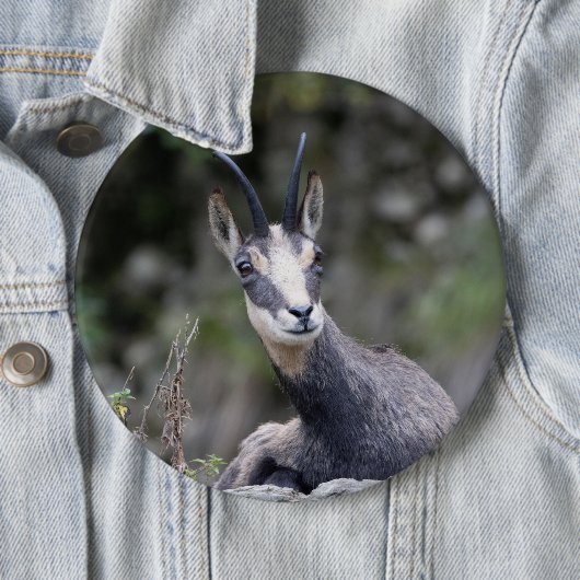 Rupicapra rupicapra button (Beispiel)
