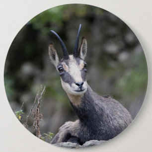 Rupicapra rupicapra button