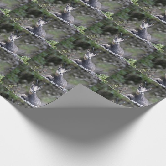 Rupicapra rupicapra geschenkpapier (Ecke)