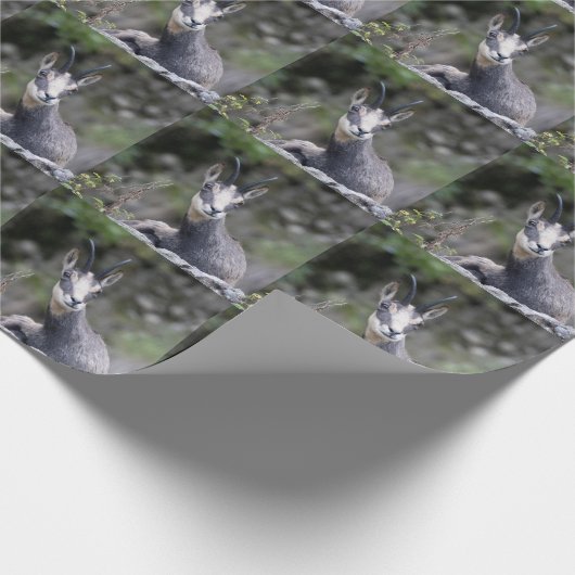 Rupicapra rupicapra geschenkpapier (Ecke)