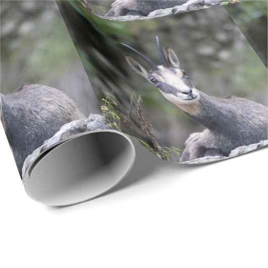 Rupicapra rupicapra geschenkpapier (Rolleneckpunkt)