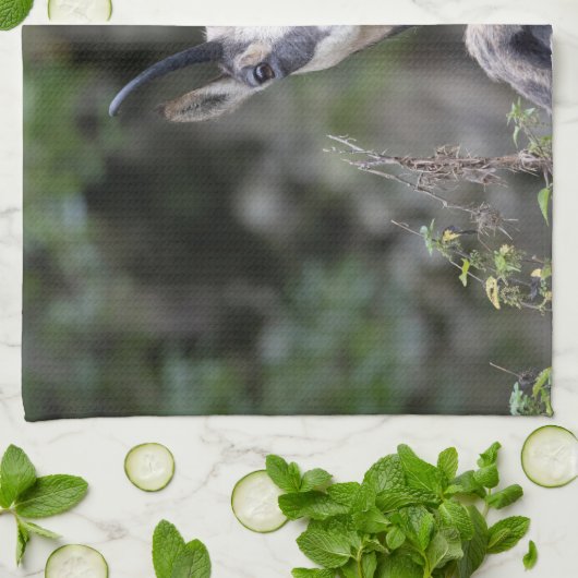 Rupicapra rupicapra geschirrtuch (Gefaltet)