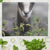 Rupicapra rupicapra geschirrtuch (Gefaltet)