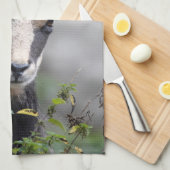 Rupicapra rupicapra geschirrtuch (Viertel Falte)