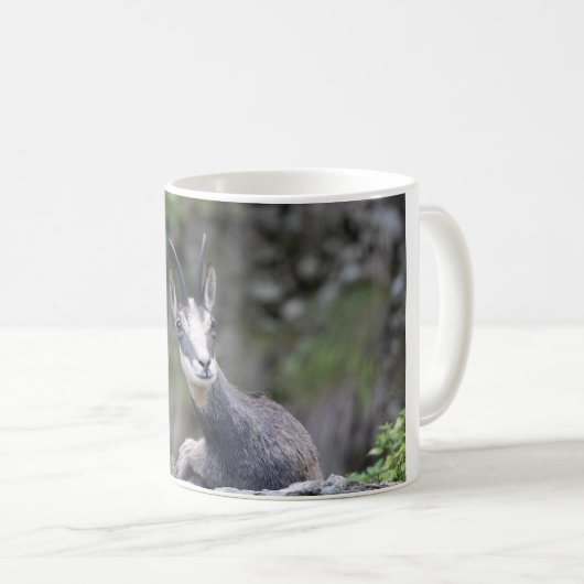 Rupicapra rupicapra kaffeetasse (VorderseiteRechts)