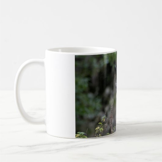 Rupicapra rupicapra kaffeetasse (Links)