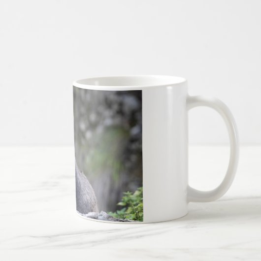 Rupicapra rupicapra kaffeetasse (Rechts)