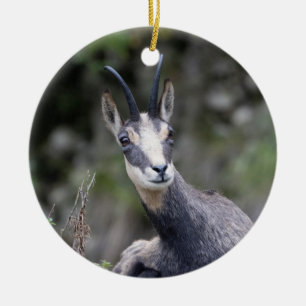 Rupicapra rupicapra keramik ornament