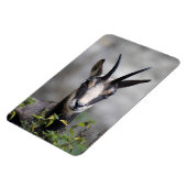 Rupicapra rupicapra magnet (Linke Seite)