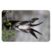 Rupicapra rupicapra magnet (Horizontal)