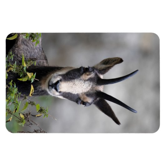 Rupicapra rupicapra magnet (Horizontal)