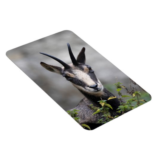 Rupicapra rupicapra magnet (Rechte Seite)