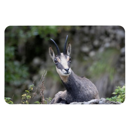 Rupicapra rupicapra magnet (Horizontal)