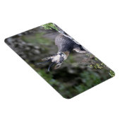 Rupicapra rupicapra magnet (Rechte Seite)