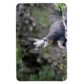 Rupicapra rupicapra magnet (Vertikal)