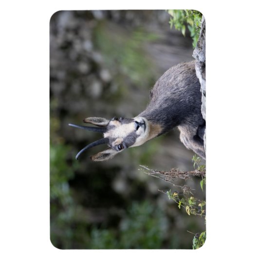 Rupicapra rupicapra magnet (Vertikal)