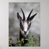 Rupicapra rupicapra poster (Vorne)