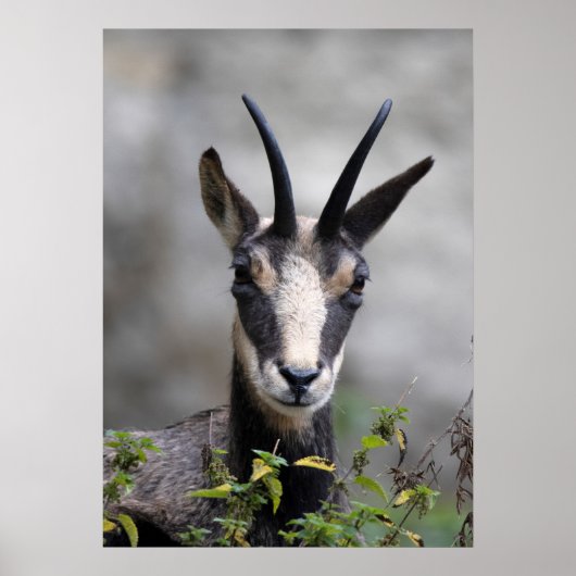 Rupicapra rupicapra poster (Vorne)