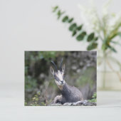 Rupicapra rupicapra postkarte (Stehend Vorderseite)