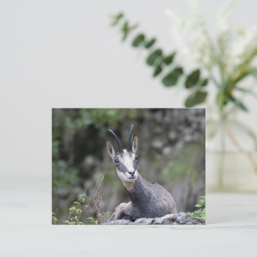 Rupicapra rupicapra postkarte (Stehend Vorderseite)