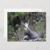 Rupicapra rupicapra postkarte (Vorne/Hinten)