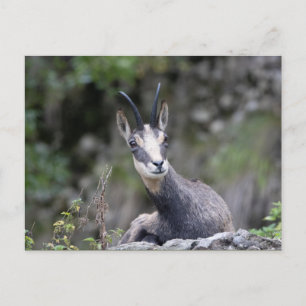 Rupicapra rupicapra postkarte