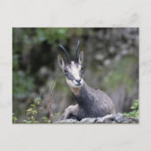 Rupicapra rupicapra postkarte (Vorderseite)