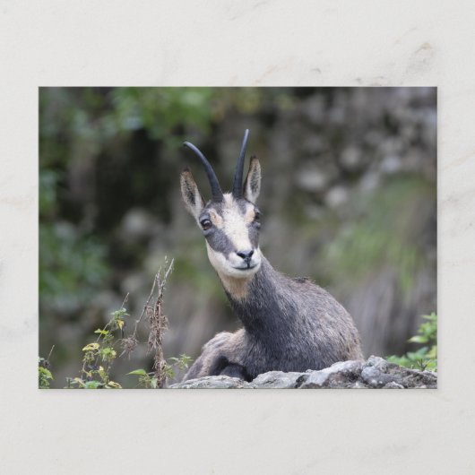 Rupicapra rupicapra postkarte (Vorderseite)