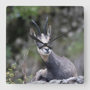 Rupicapra rupicapra quadratische wanduhr