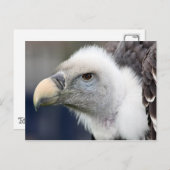 Rüppellschen Vulture Postkarte (Vorne/Hinten)