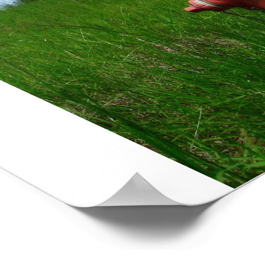 Rural Fire Hydrant Poster (Ecke)