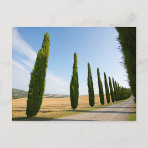 Rural Tree Lined Road, Tuscany Postkarte