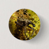 Rüsselkäfer-Abzeichen Button (Vorderseite)