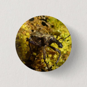 Rüsselkäfer-Abzeichen Button