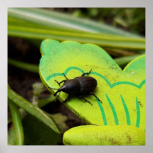 Rüsselkäfer, Käfer, Curculionoidea, Wanze Poster