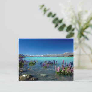 Russell Lupins in Lake Tekapo, Neuseeland Postkarte
