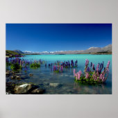 Russell Lupins in Lake Tekapo, New Zealand Poster (Vorne)