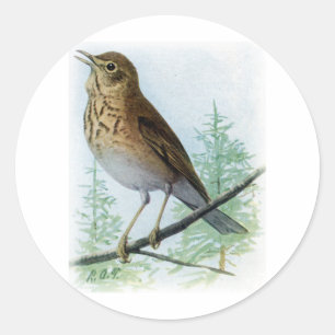 Russet-Backed Thrush Runder Aufkleber