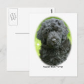 Russian Black Terrier Postkarte (Vorne/Hinten)