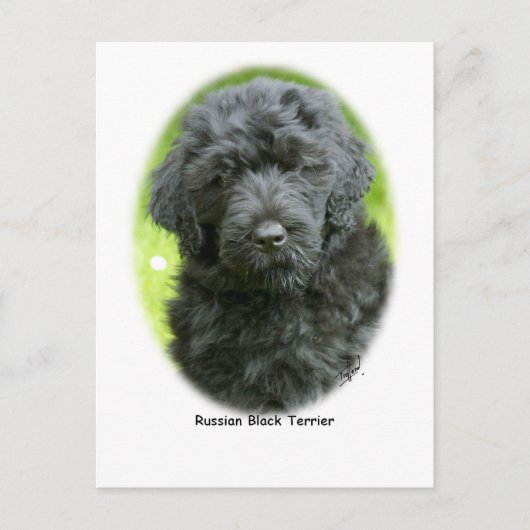 Russian Black Terrier Postkarte (Vorderseite)