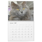 Russian Blue and Ginger Orange Tabby Cats 2025 Kalender (Jan 2027)