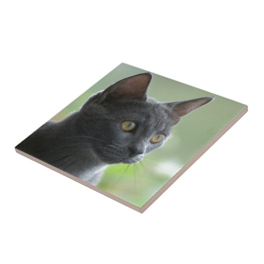 Russian Blue Cat Fliese (Seite)