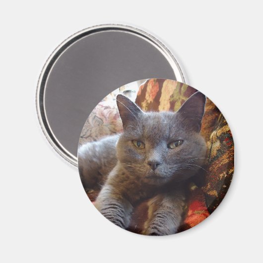 Russian Blue Cat Magnet (Vorderseite/Rückseite)