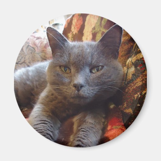 Russian Blue Cat Magnet (Vorne)