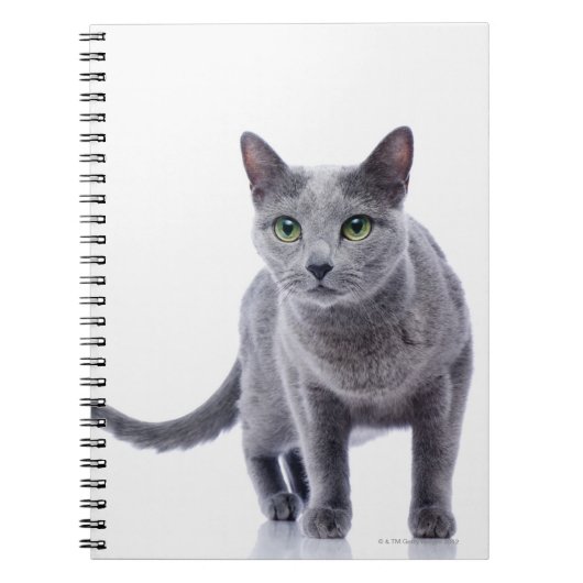 Russian Blue Cat Notizblock (Vorderseite)