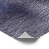 Russian Blue ‎ Cat Poster (Ecke)