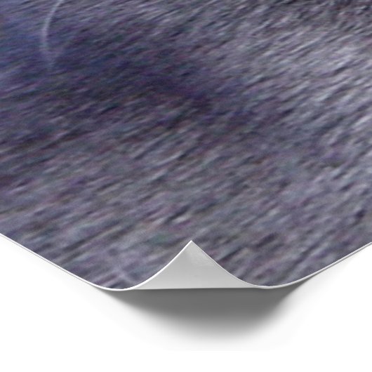 Russian Blue ‎ Cat Poster (Ecke)