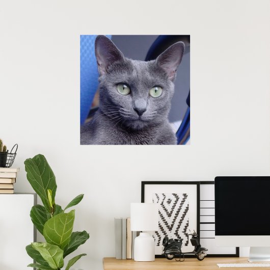 Russian Blue ‎ Cat Poster (Heimbüro)